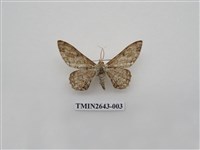 藏品(尺蛾172)的圖片